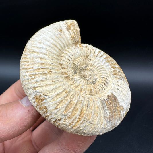 Dichotomosphinctes Ammonite Fossil With Box And Stand - Middle Jurassic Ammonite Madagascar