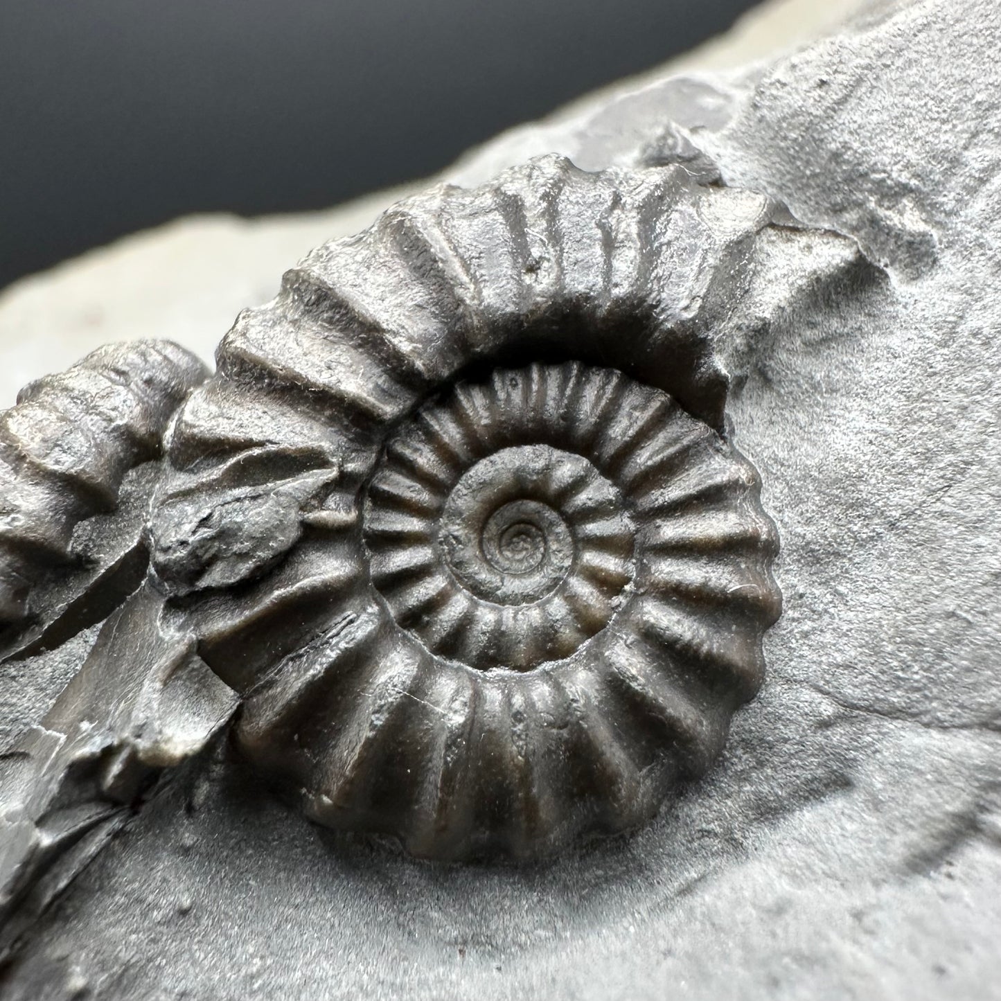 Promicroceras ammonite shell fossil with stand - Whitby, North Yorkshire Jurassic Coast Yorkshire Fossils
