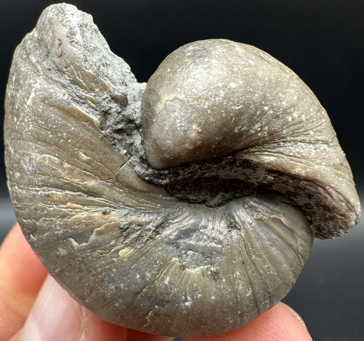 Gryphaea shell fossil with box and stand - Whitby, North Yorkshire, Jurassic Coast, Yorkshire Fossils found on the Jurassic Coast