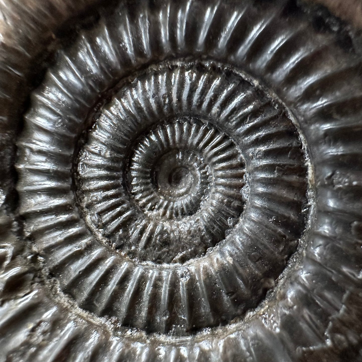 Dactylioceras Ammonite Fossil With box and Stand - Whitby, North Yorkshire Jurassic Coast Yorkshire Fossils