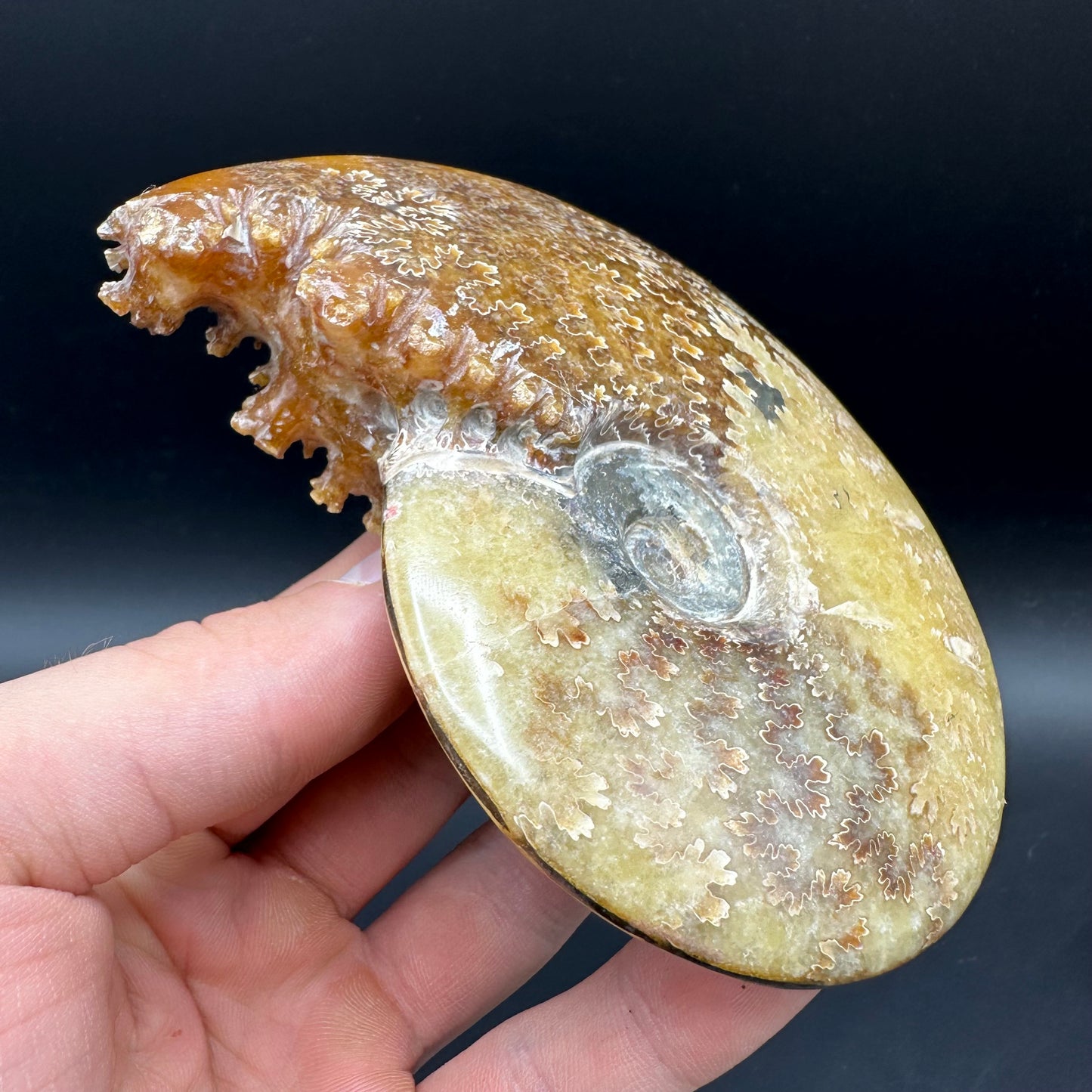 Cleoniceras Ammonite Fossil With Box And Stand - Cretaceous Ammonite Madagascar