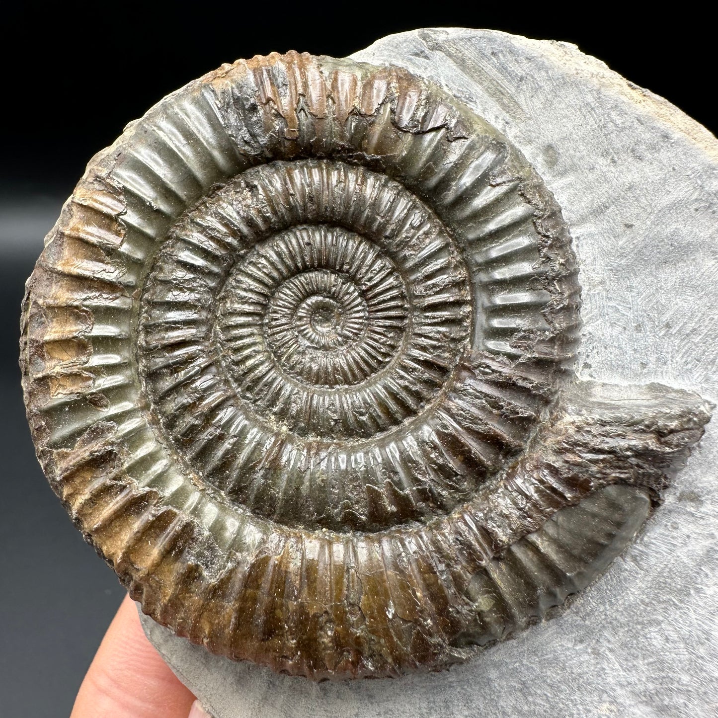 Dactylioceras Ammonite Fossil With Box And Stand - Whitby, North Yorkshire Jurassic Coast Yorkshire Fossils