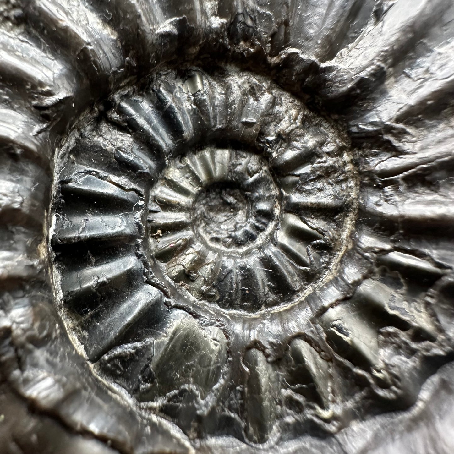 Asteroceras Ammonite fossil with box and stand - Whitby, North Yorkshire Jurassic Coast Yorkshire Fossils