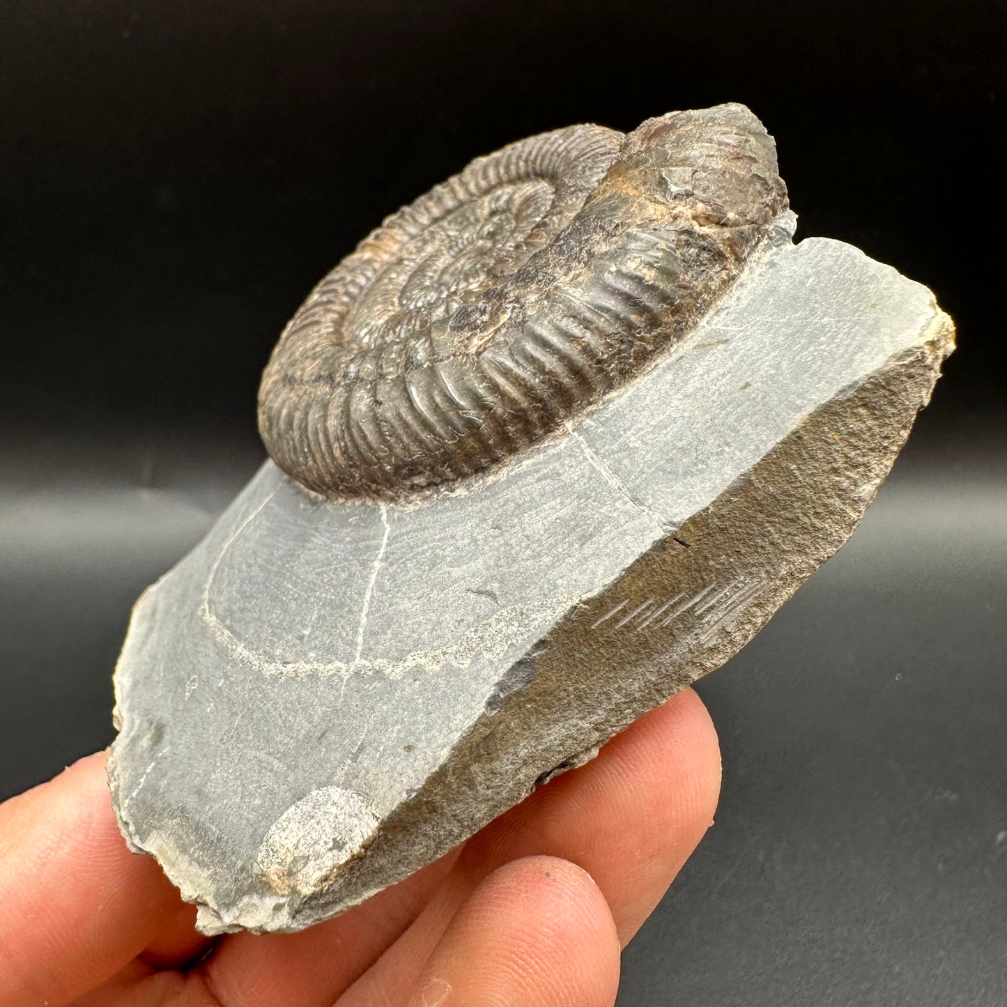 Dactylioceras Ammonite Fossil With Box And Stand - Whitby, North Yorkshire Jurassic Coast Yorkshire Fossils