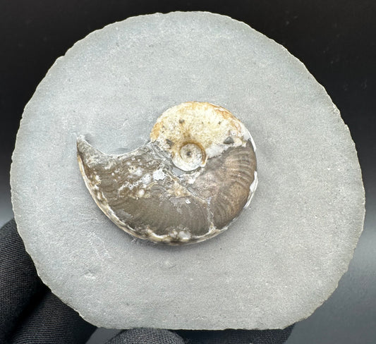 Eleganticeras Elegantulum ammonite fossil with box and stand - Whitby, North Yorkshire Jurassic Coast, Yorkshire Fossils