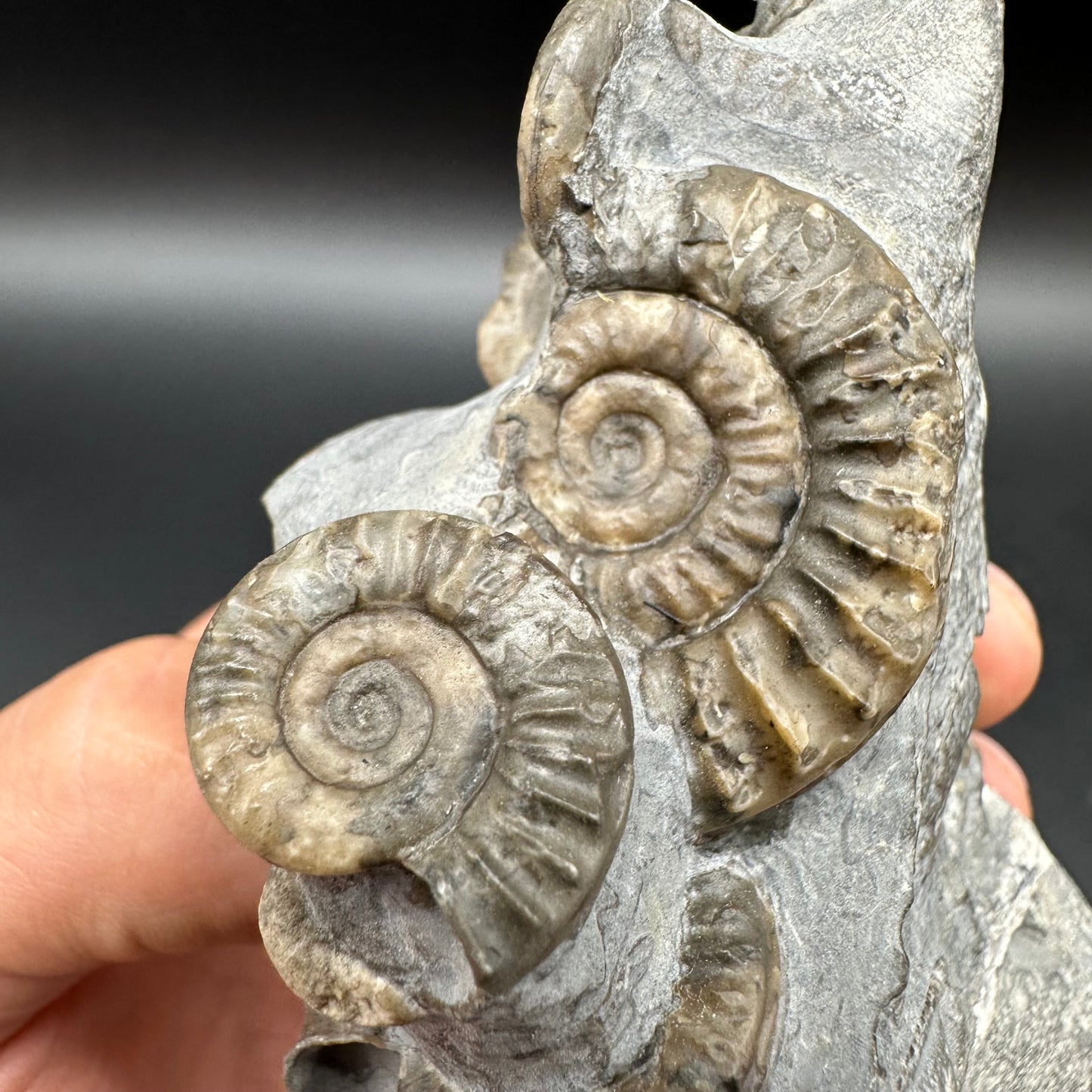 Arnioceras ammonite shell fossil with box and stand - Whitby, North Yorkshire Jurassic Coast Yorkshire Fossils