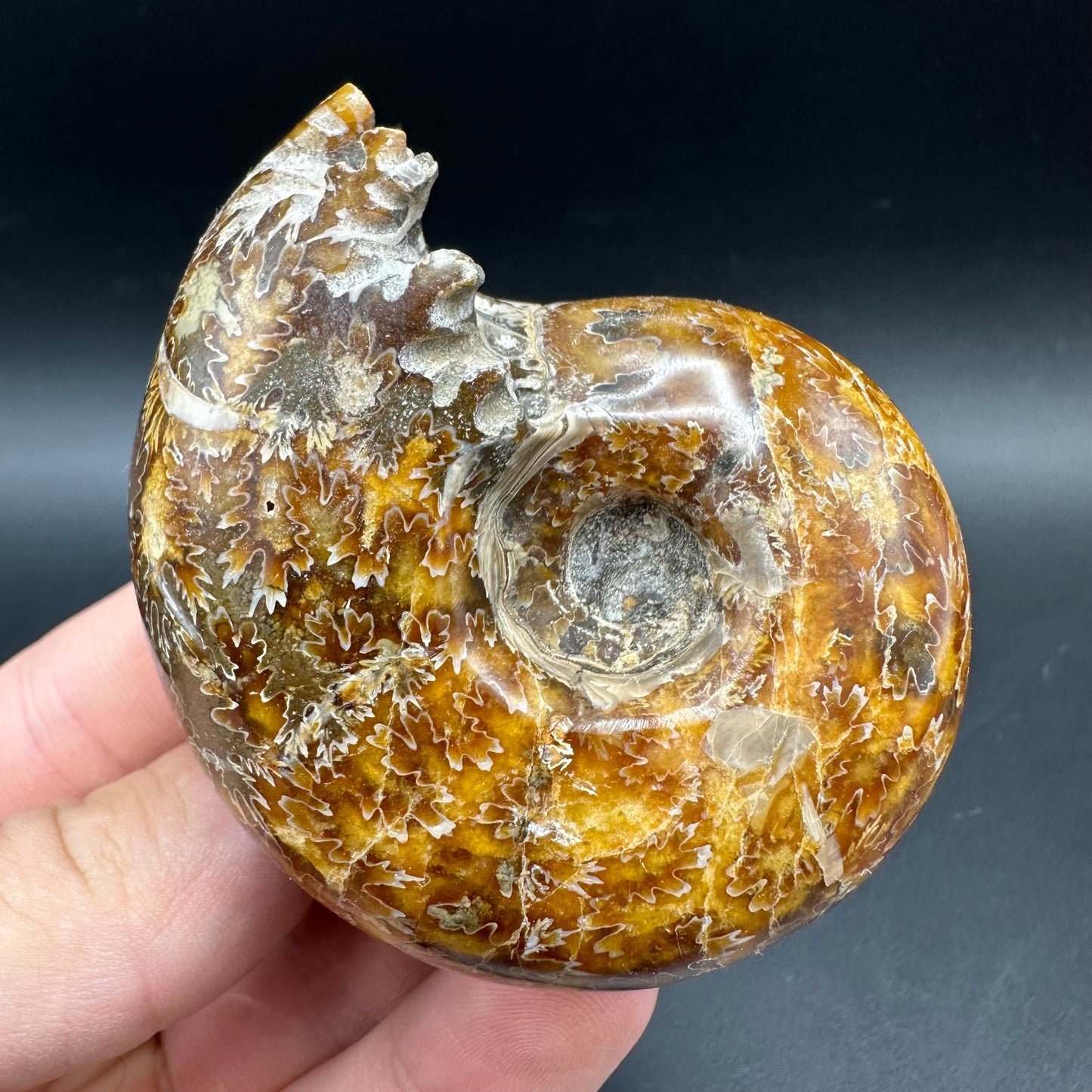 Puzosia Ammonite Fossil With Box And Stand - Cretaceous Ammonite Madagascar