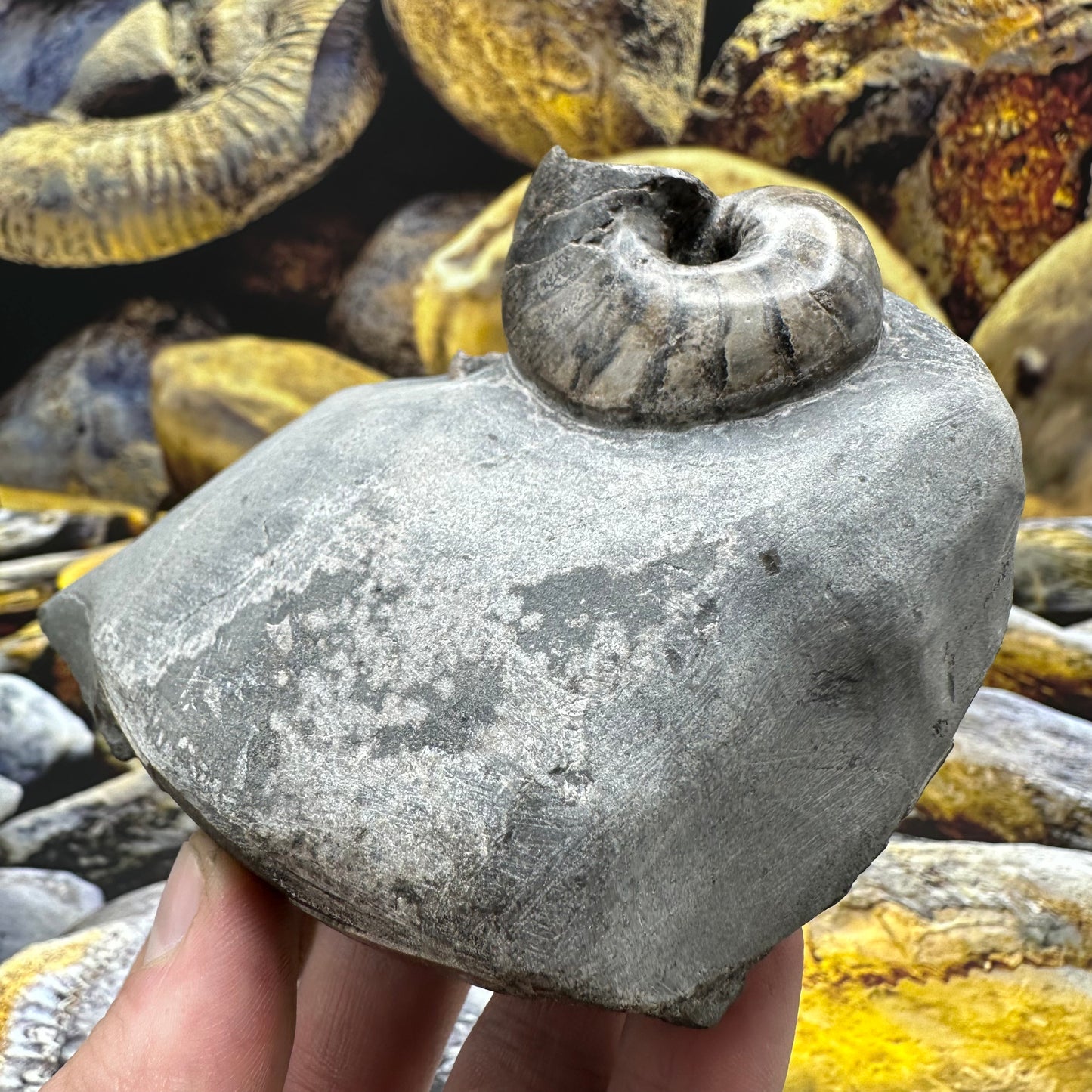 Nautilus fossil - Whitby, North Yorkshire Jurassic Coast, Yorkshire fossils