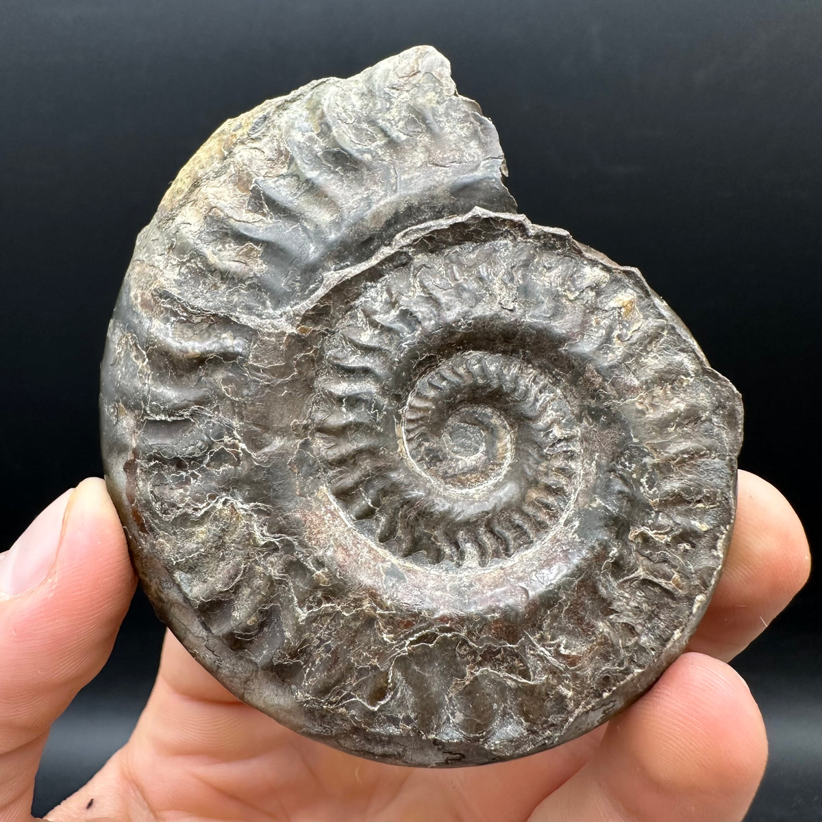 Hildoceras Bifrons Ammonite fossil with stand - Whitby, North Yorkshire Jurassic Coast, Yorkshire Fossils from the Jurassic Coast