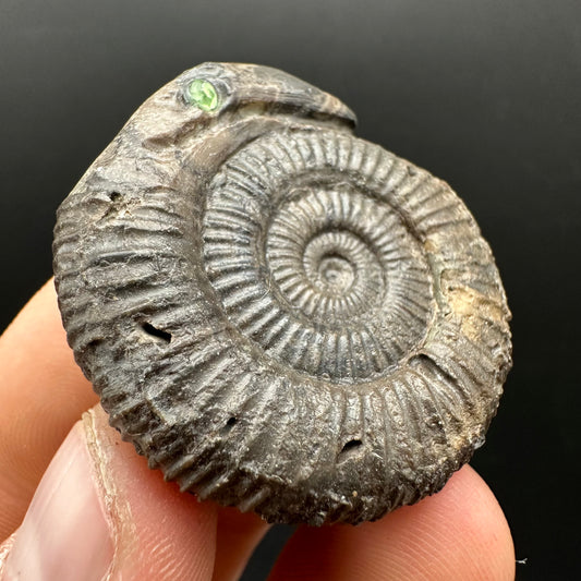 Snakestone Ammonite Fossil With Bag/Box And Stand - Whitby, North Yorkshire Jurassic Coast Yorkshire Fossils