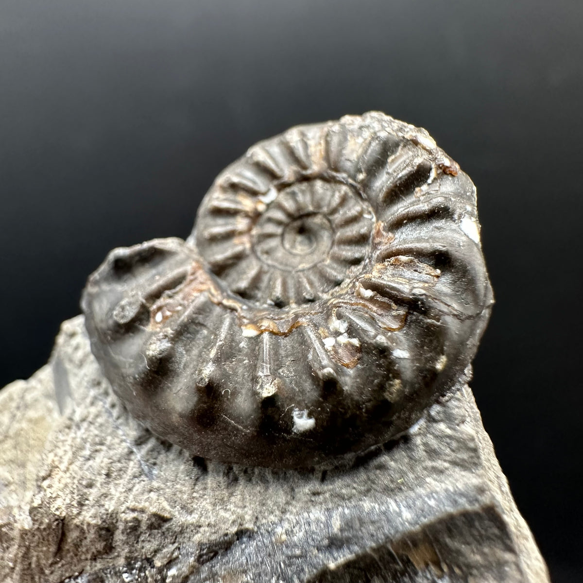 Amaltheus subnodosus Ammonite fossil with stand - Whitby, North Yorkshire Jurassic Coast Yorkshire Fossils