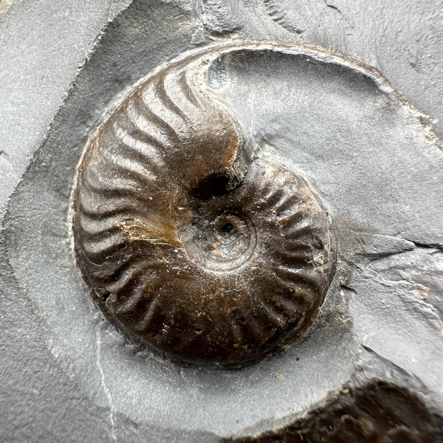 Golden Egg (GENUINE) Ammonite Fossil With Stand - Whitby, North Yorkshire Jurassic Coast Yorkshire Fossils