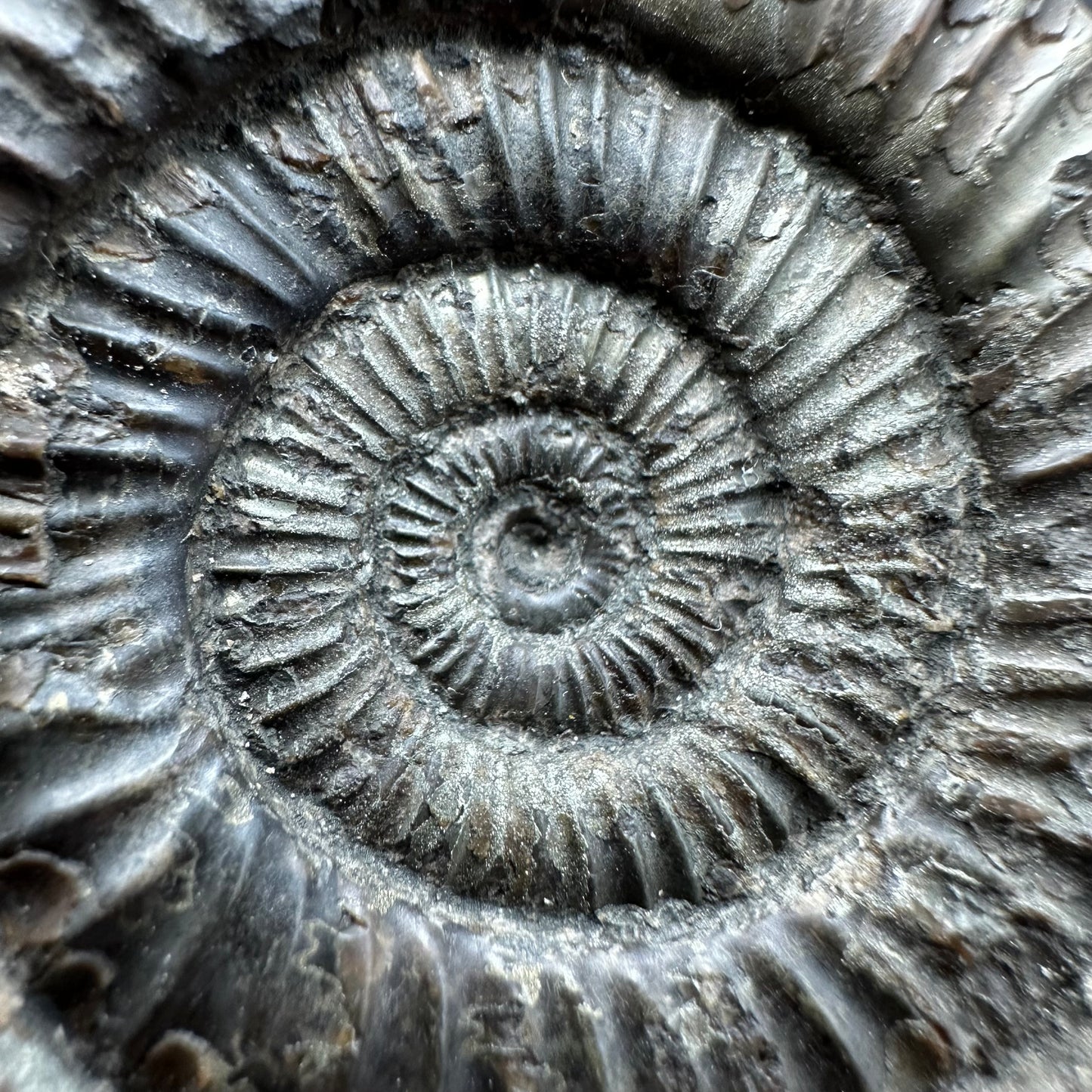 Dactylioceras Ammonite Fossil With box and Stand - Whitby, North Yorkshire Jurassic Coast Yorkshire Fossils