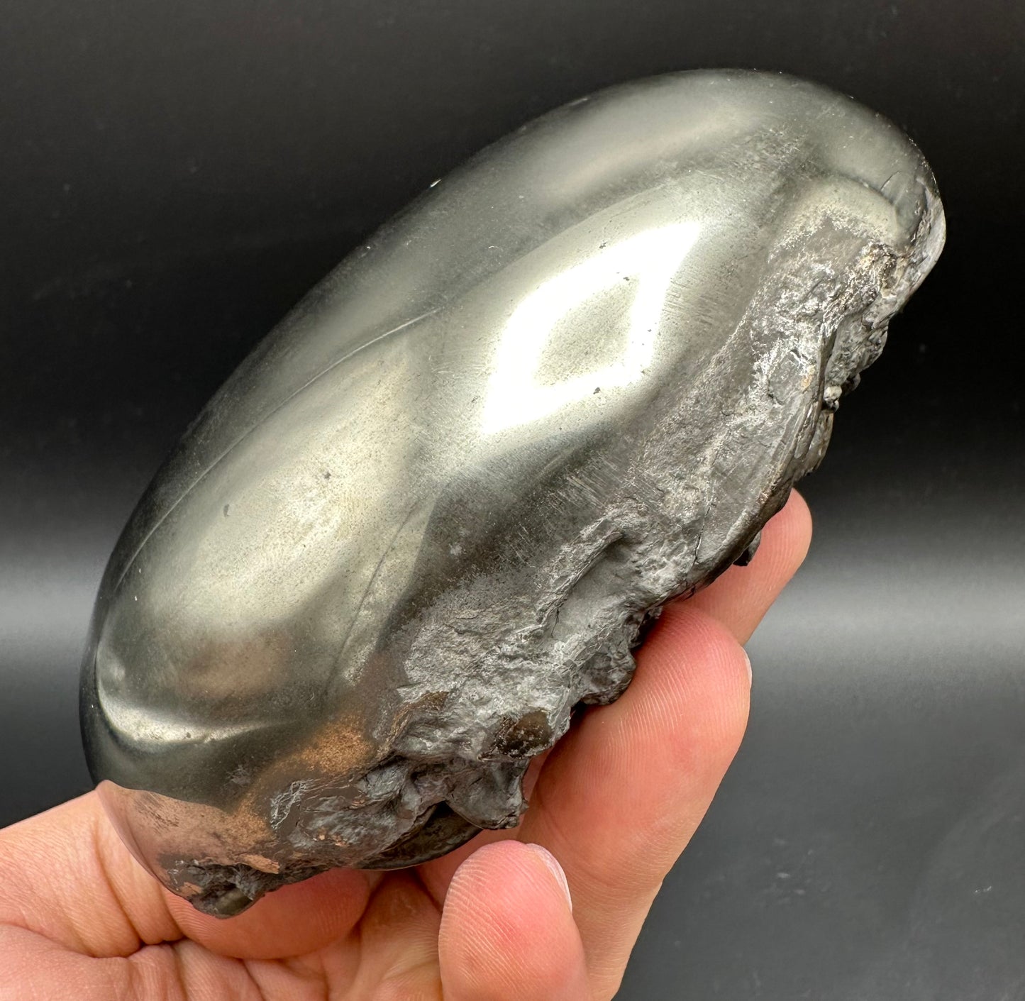 Golden Egg (GENUINE) Ammonite Fossil With Stand - Whitby, North Yorkshire Jurassic Coast Yorkshire Fossils