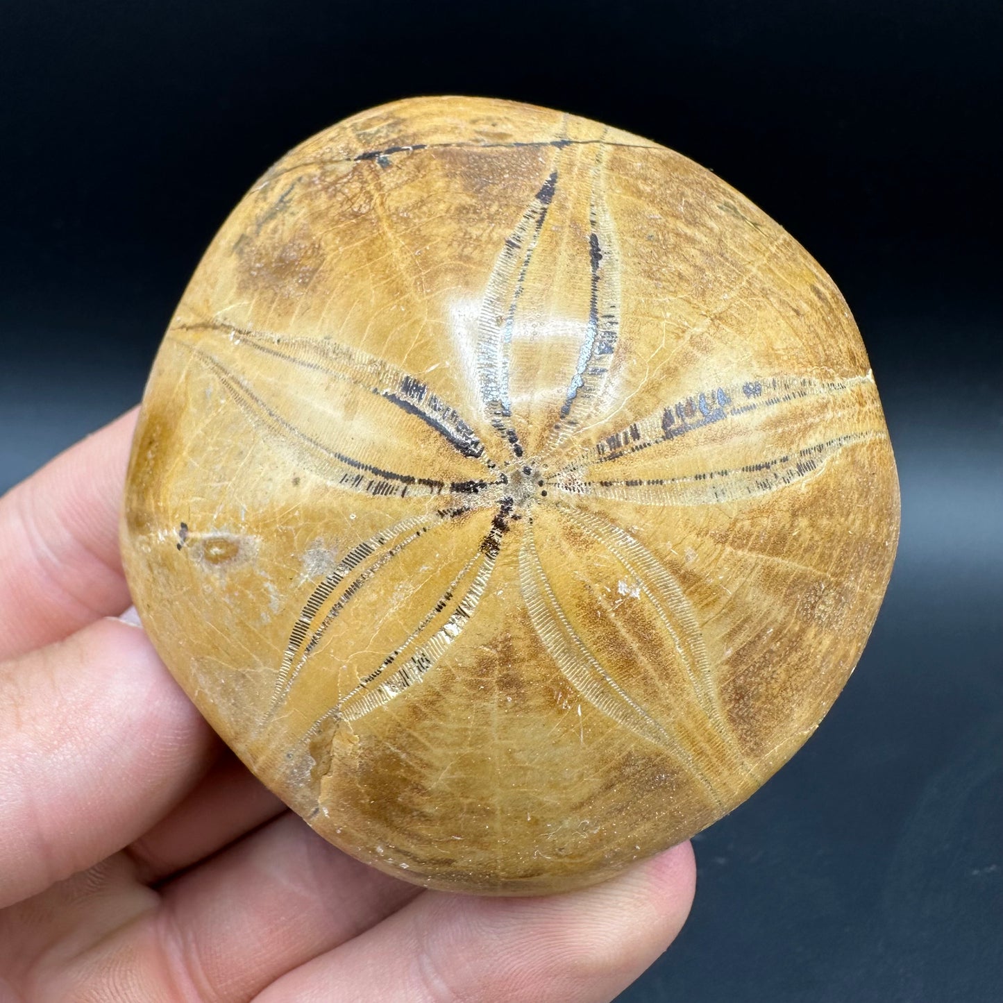 Holectypus Sea Urchin Fossil With Box And Stand - Middle Jurassic Madagascar