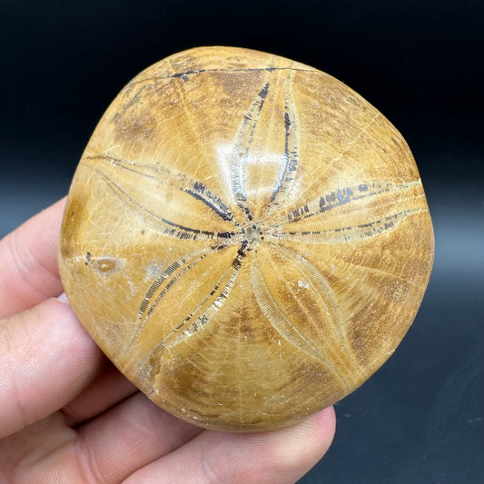 Holectypus Sea Urchin Fossil With Box And Stand - Middle Jurassic Madagascar