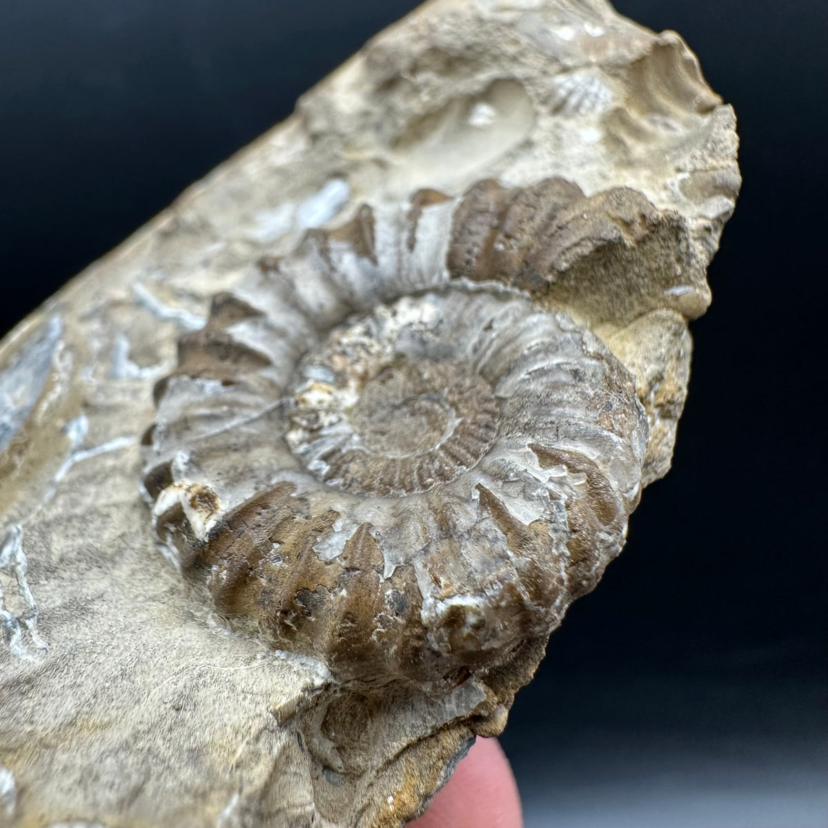 Androgynoceras capricornus Ammonite Fossil With Stand - Whitby, North Yorkshire Jurassic Coast Yorkshire Fossils