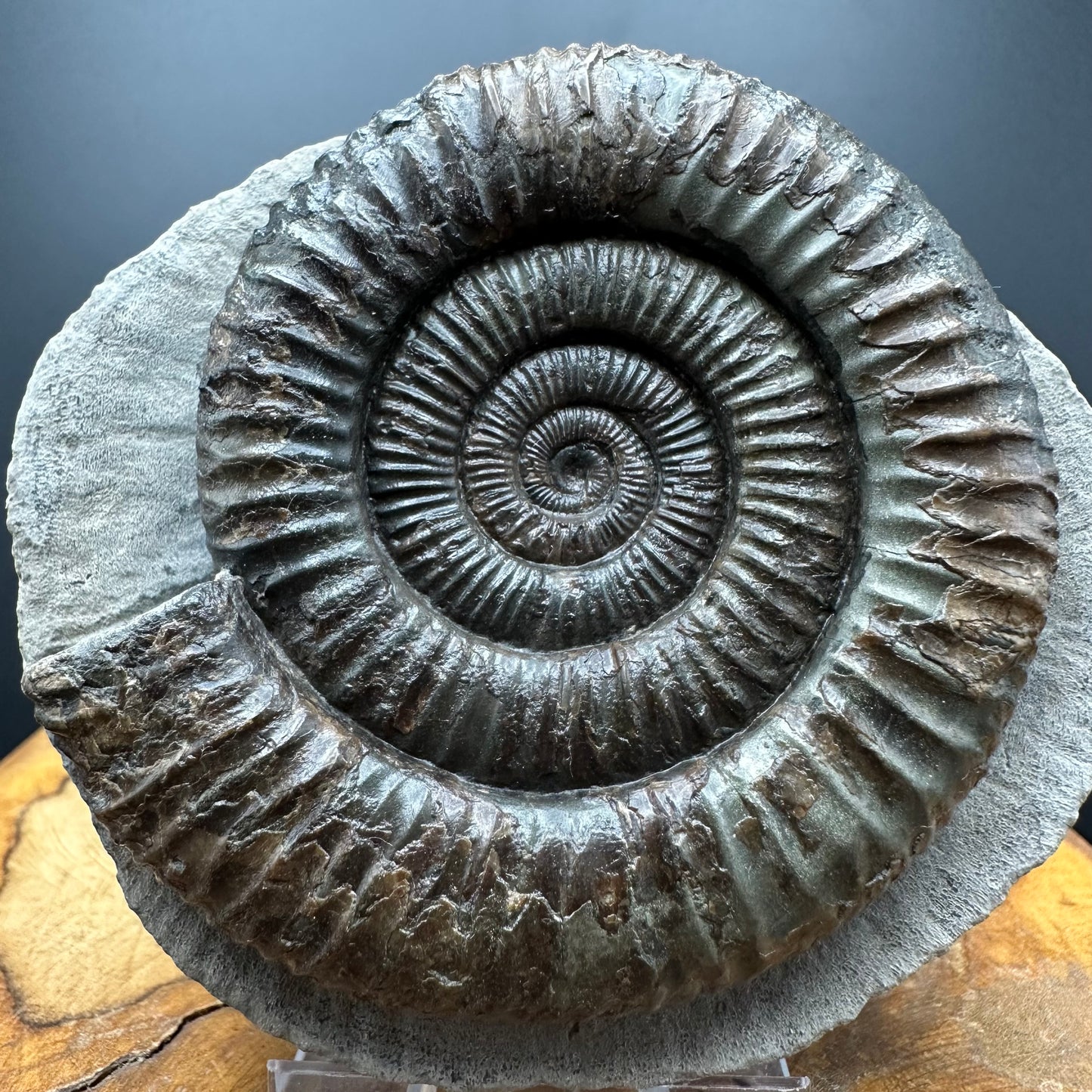 Dactylioceras Ammonite Fossil With box and Stand - Whitby, North Yorkshire Jurassic Coast Yorkshire Fossils