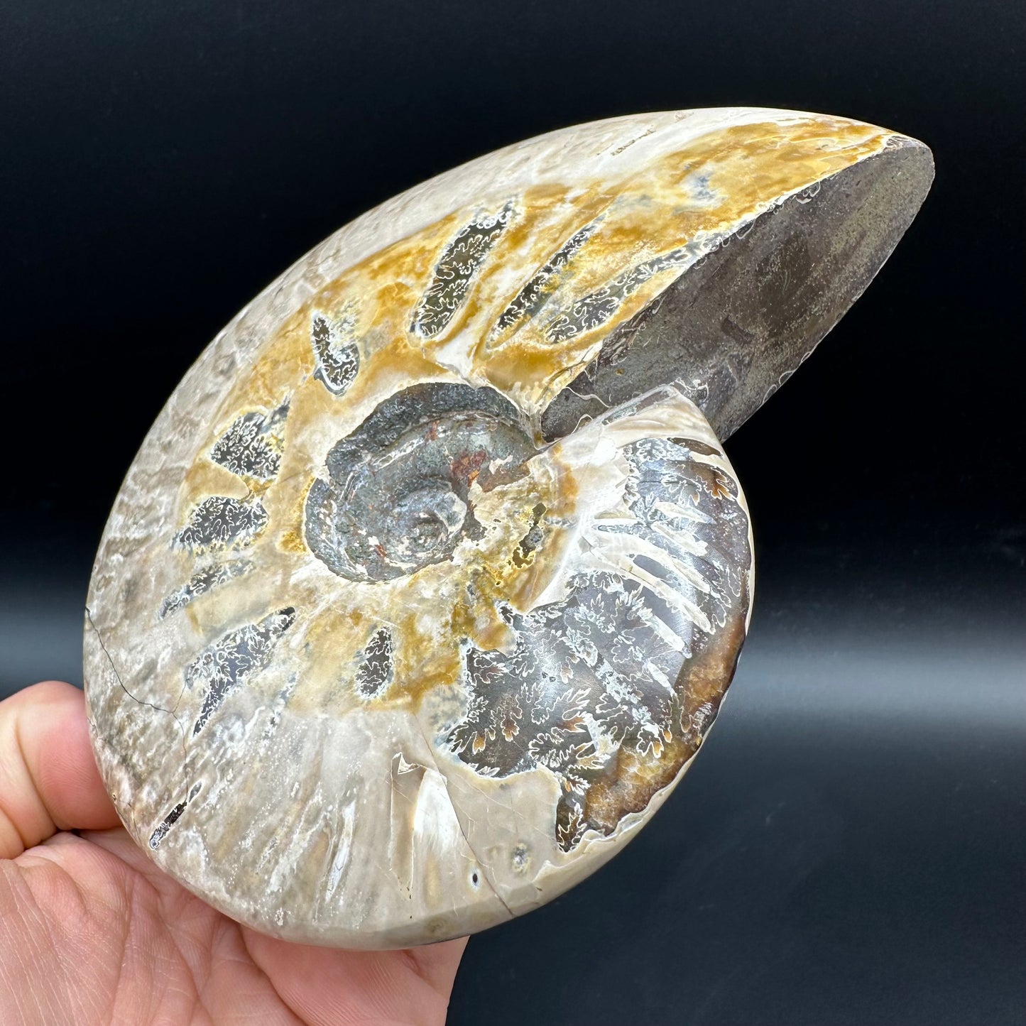 Cleoniceras Ammonite Fossil With Stand - Cretaceous Ammonite Madagascar