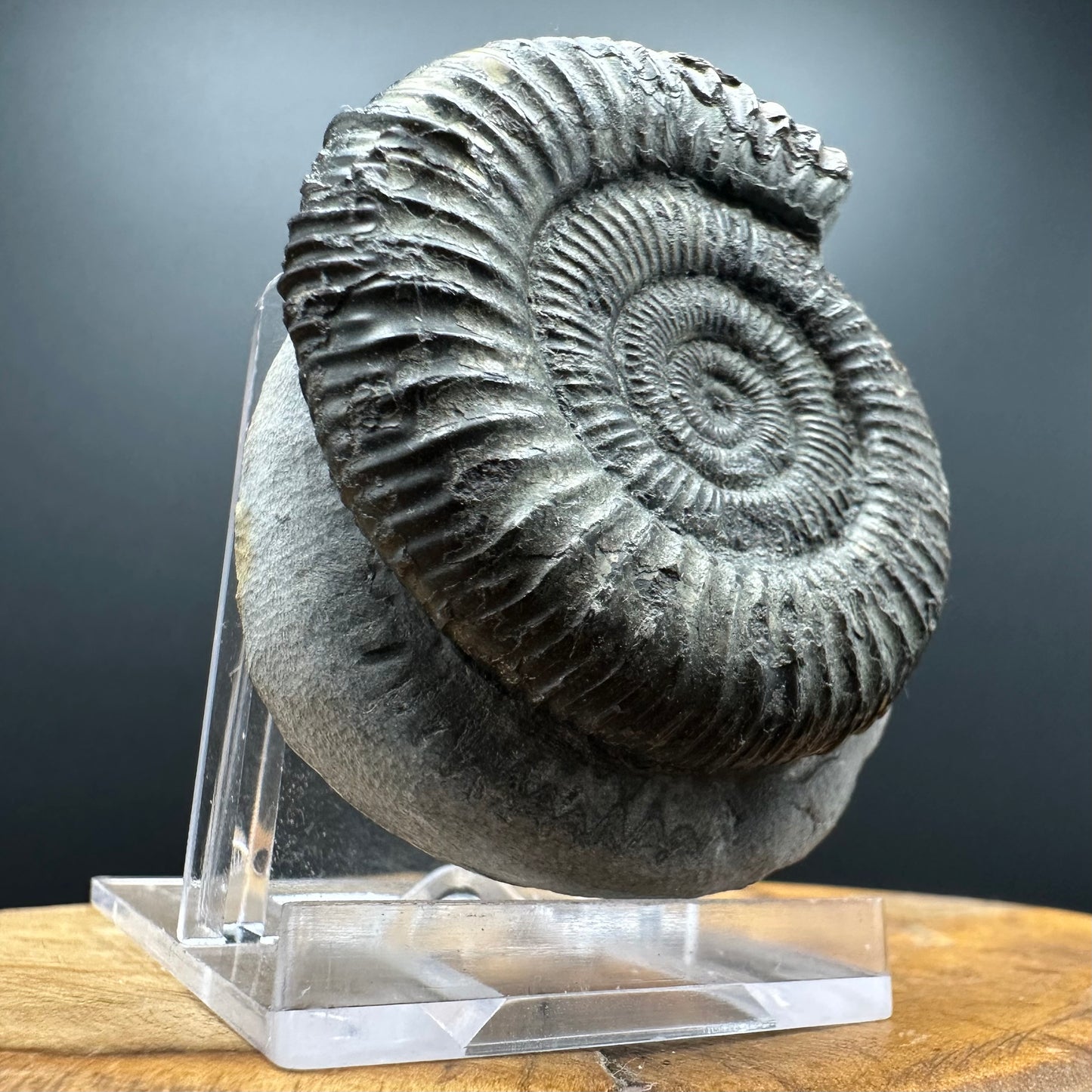 Dactylioceras Ammonite Fossil With box and Stand - Whitby, North Yorkshire Jurassic Coast Yorkshire Fossils