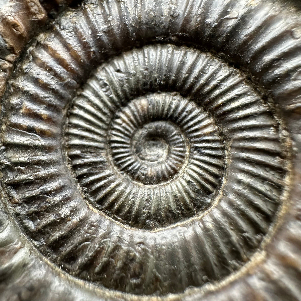 Snakestone Ammonite Fossil With Bag/Box And Stand - Whitby, North Yorkshire Jurassic Coast Yorkshire Fossils