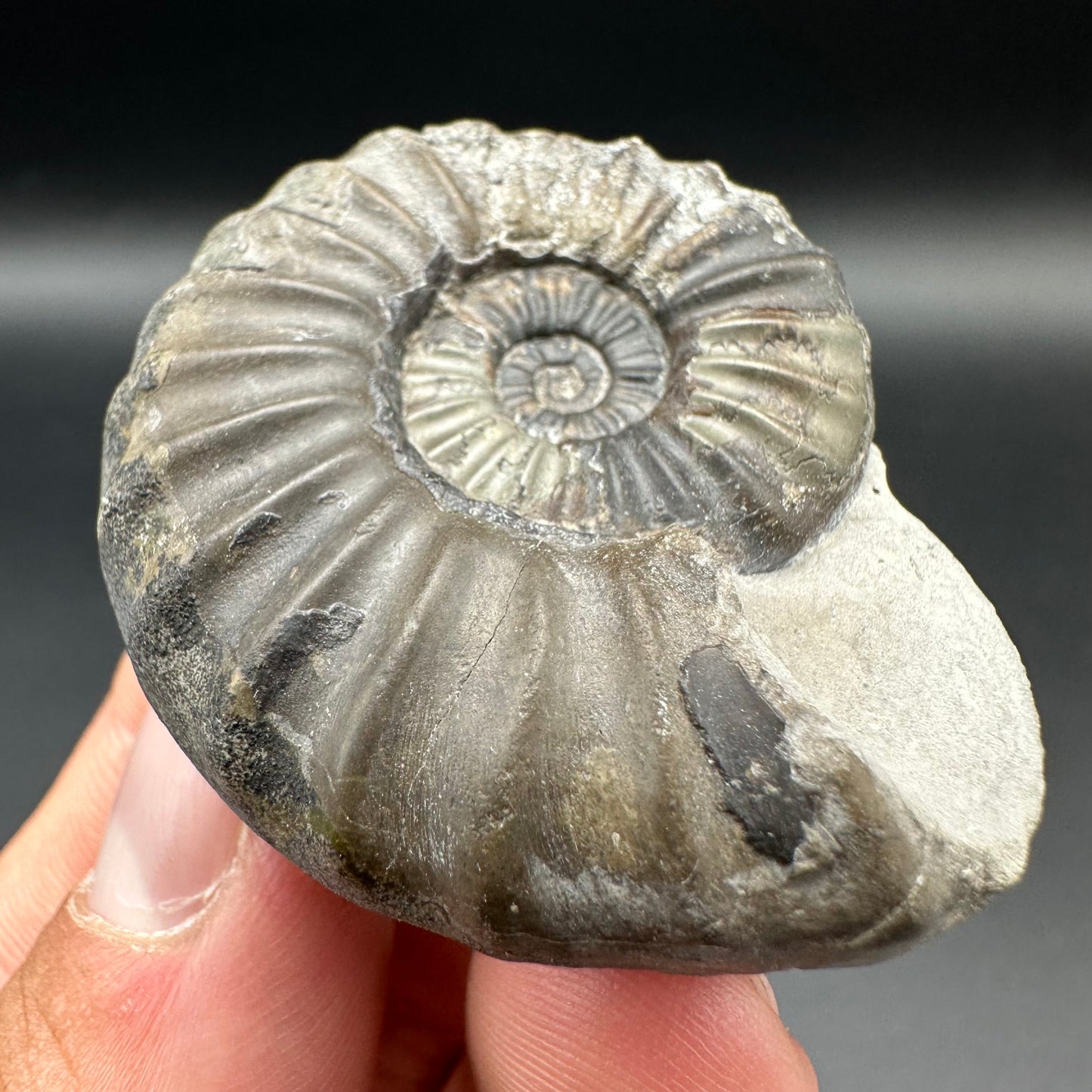 Aegasteroceras sagittarium ammonite fossil with box and stand - Whitby, North Yorkshire Jurassic Coast Yorkshire Fossils