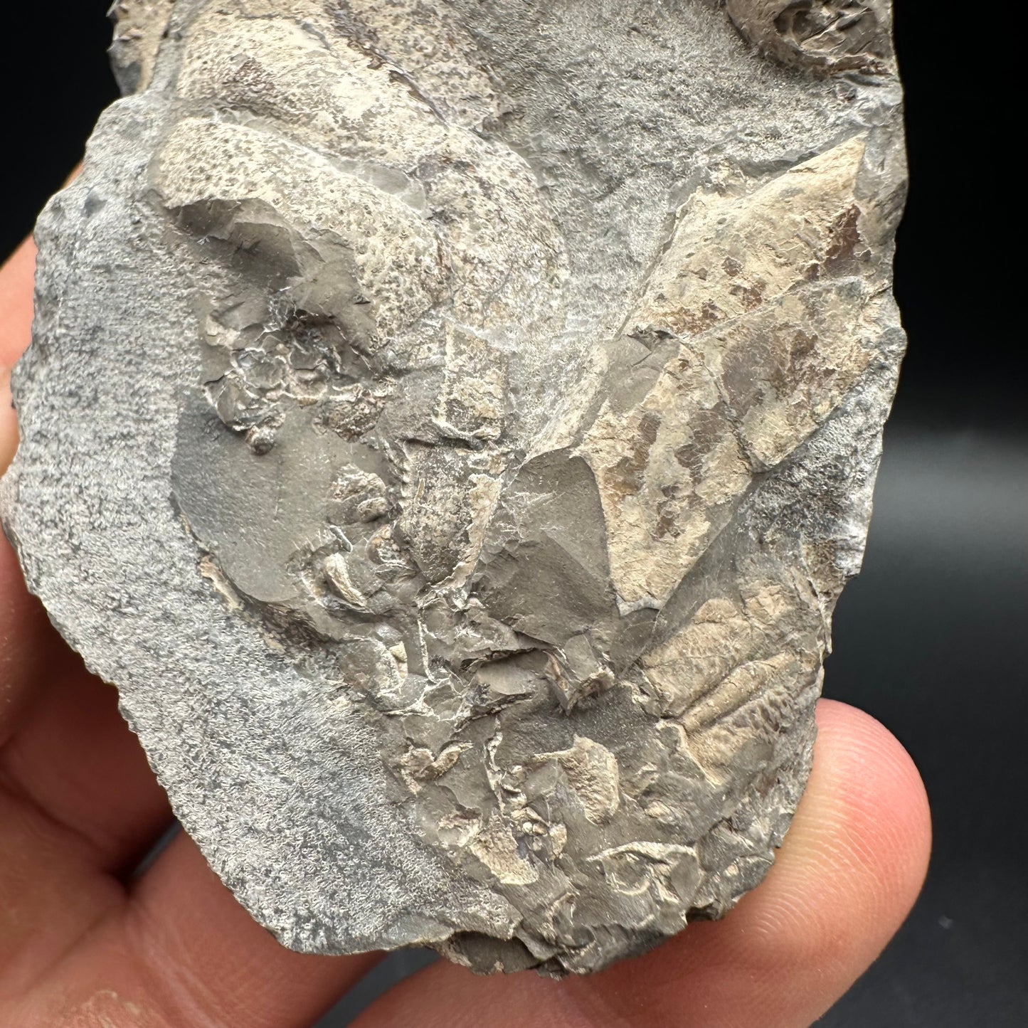 Lobster fossil with box and stand - Whitby, North Yorkshire Jurassic Coast, Yorkshire fossils
