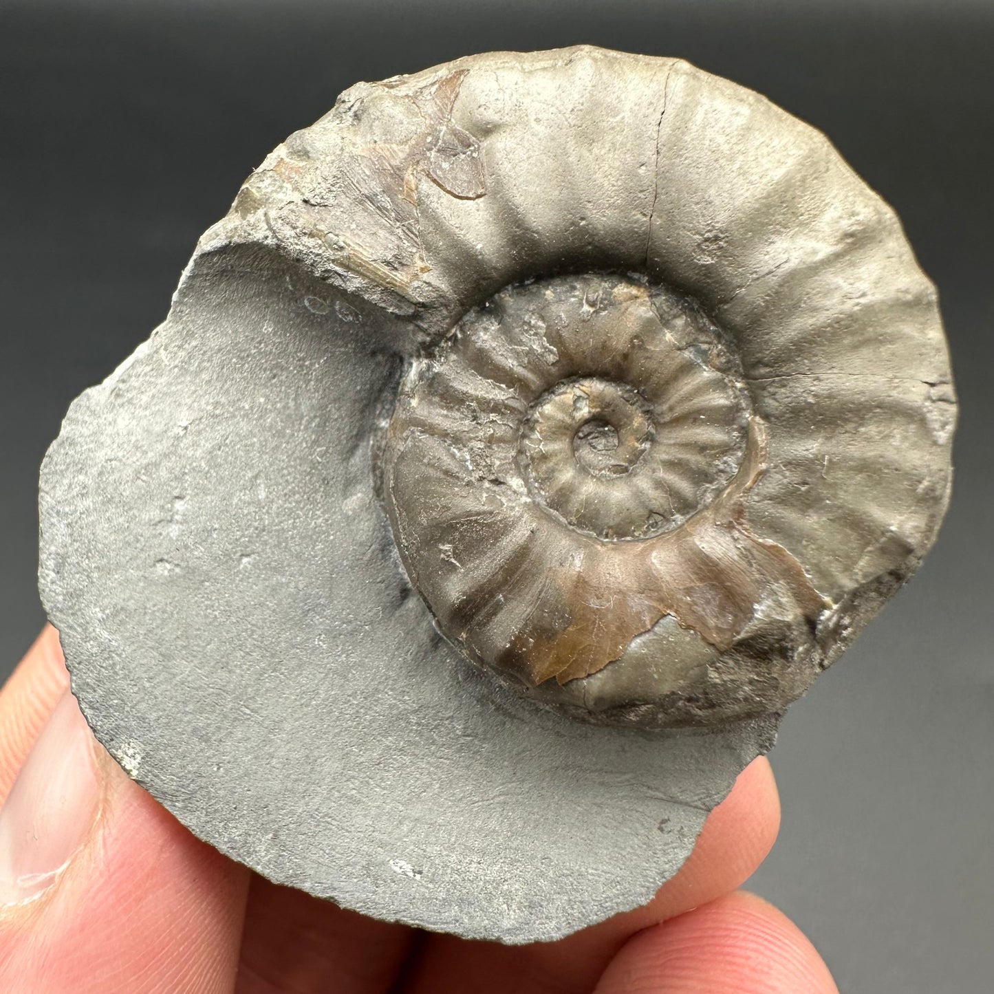 Agassiceras shell fossil with box and stand - Whitby, North Yorkshire Jurassic Coast Yorkshire Fossils