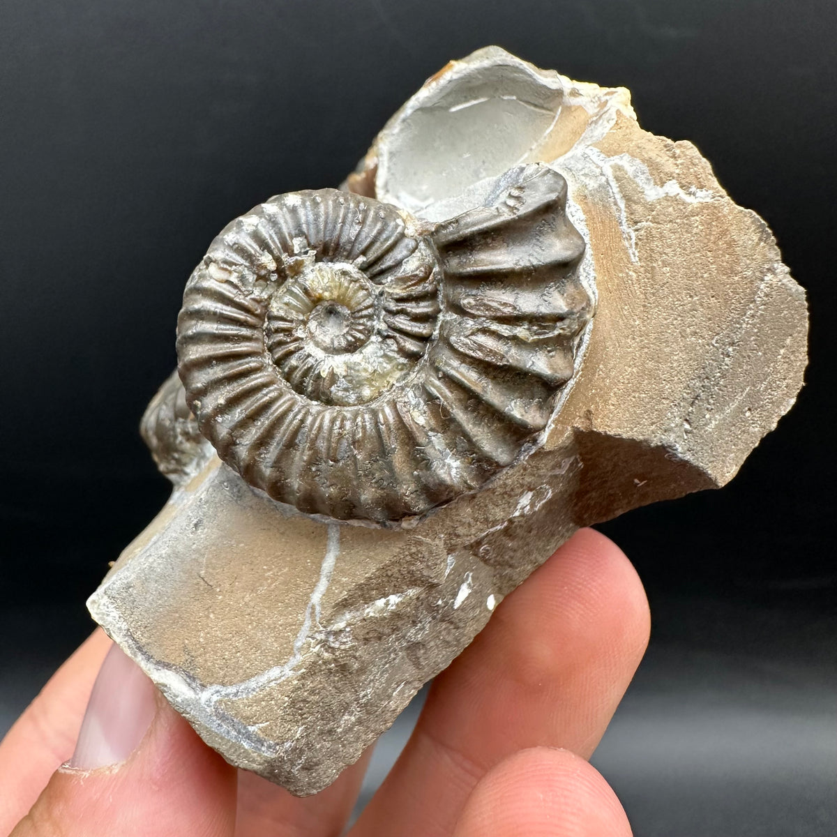 Pleuroceras paucicostatum ammonite fossil with box and stand - Whitby, North Yorkshire Jurassic Coast Yorkshire Fossils