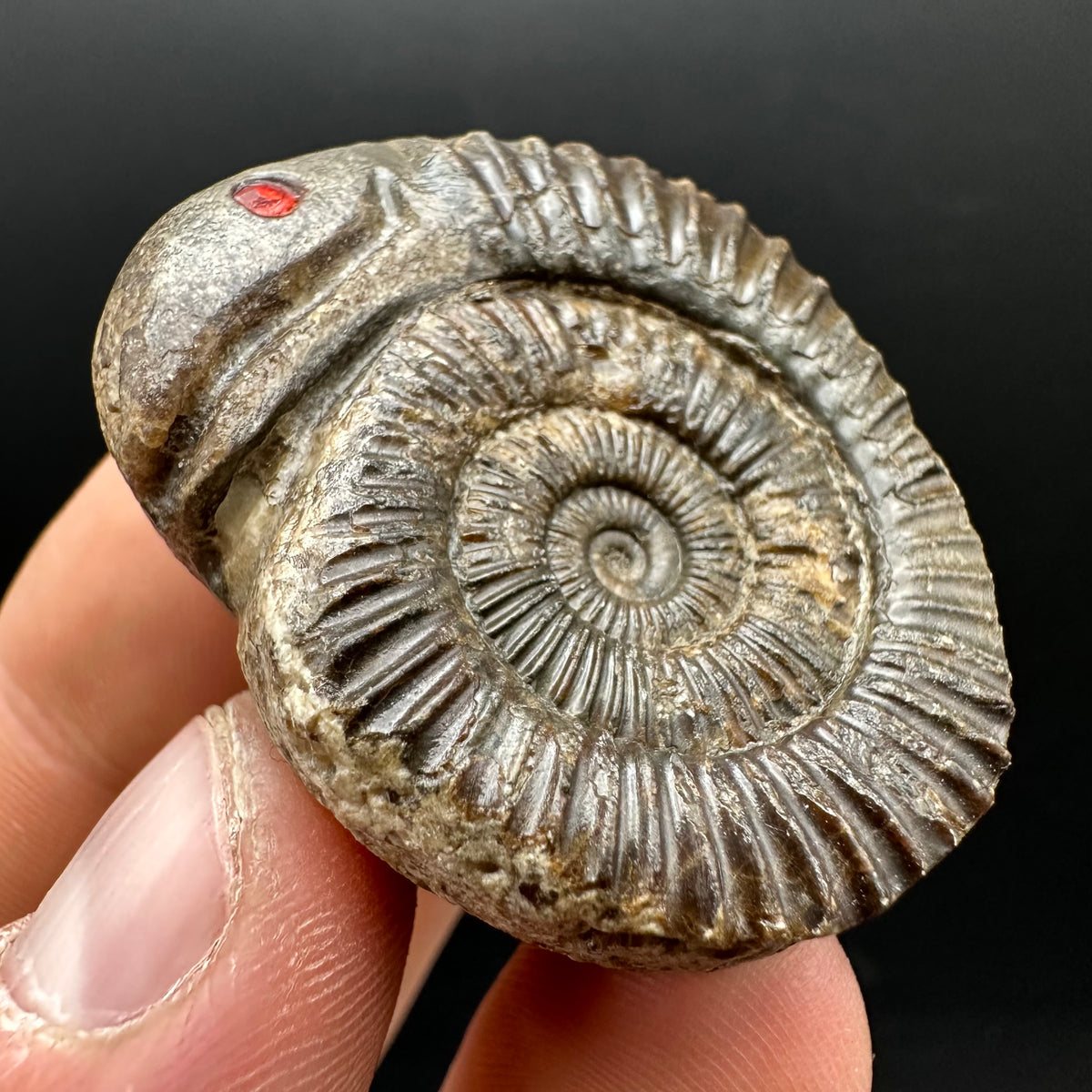 Snakestone Ammonite Fossil With Bag/Box And Stand - Whitby, North Yorkshire Jurassic Coast Yorkshire Fossils