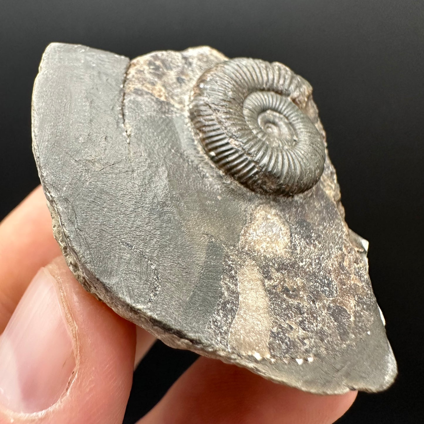 Dactylioceras Ammonite Fossil Gift Set - Whitby, North Yorkshire Jurassic Coast Yorkshire Fossils