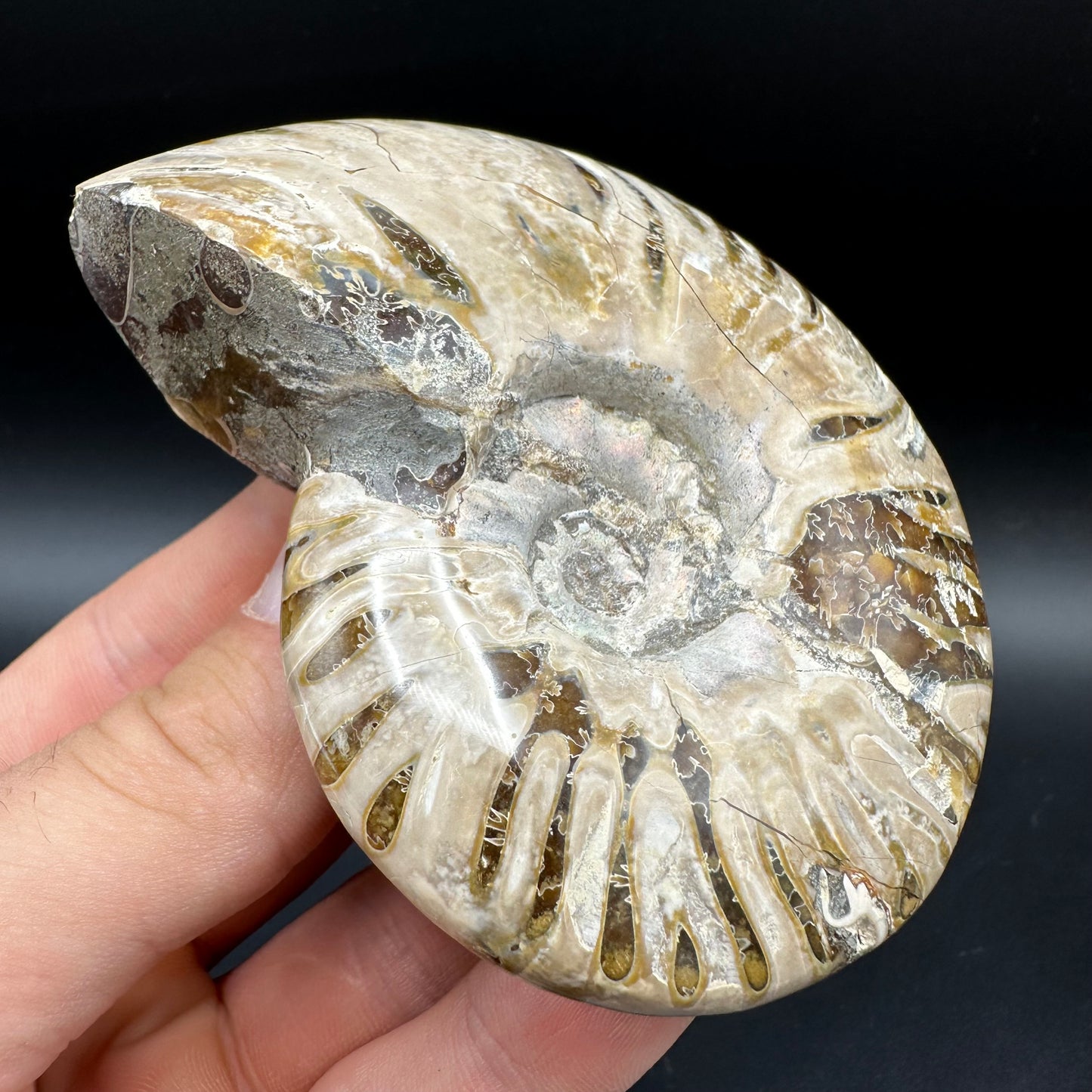 Cleoniceras Ammonite Fossil With Box And Stand - Cretaceous Ammonite Madagascar