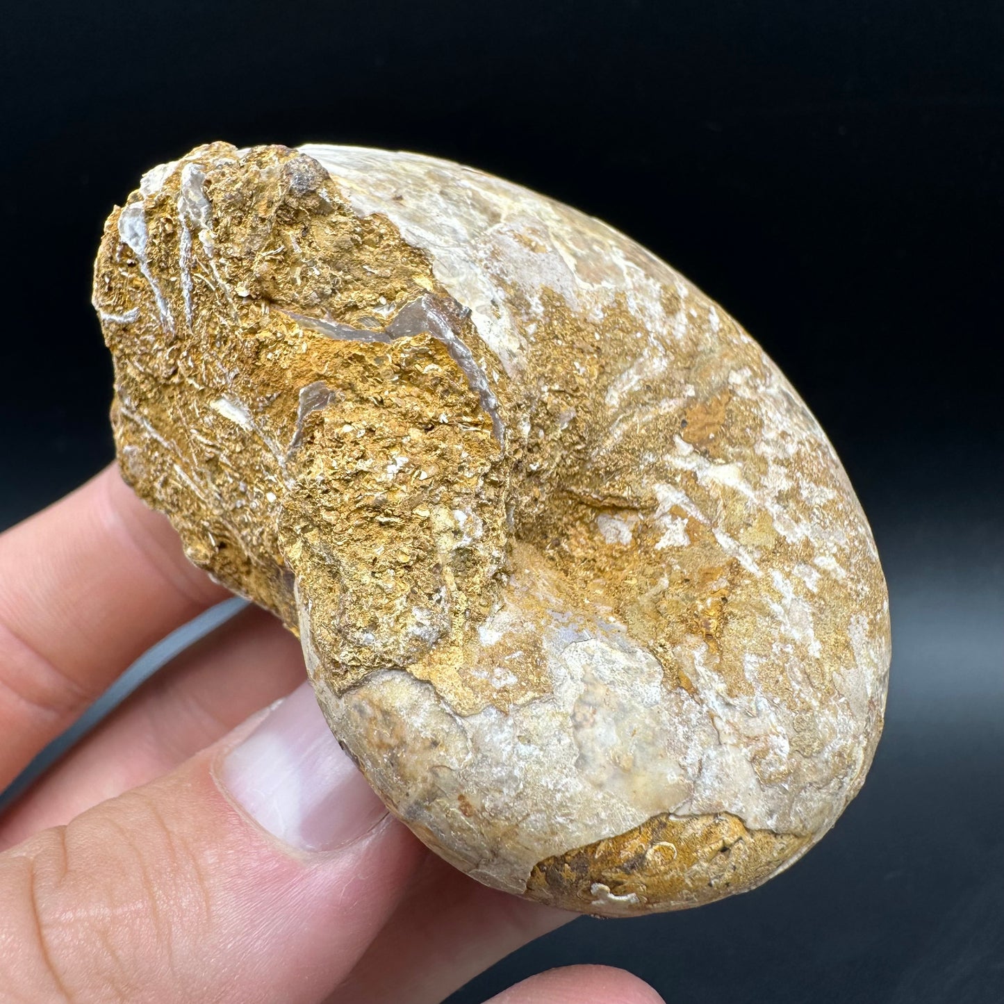 Phylloceras Ammonite Fossil With Box And Stand - Cretaceous Ammonite Madagascar
