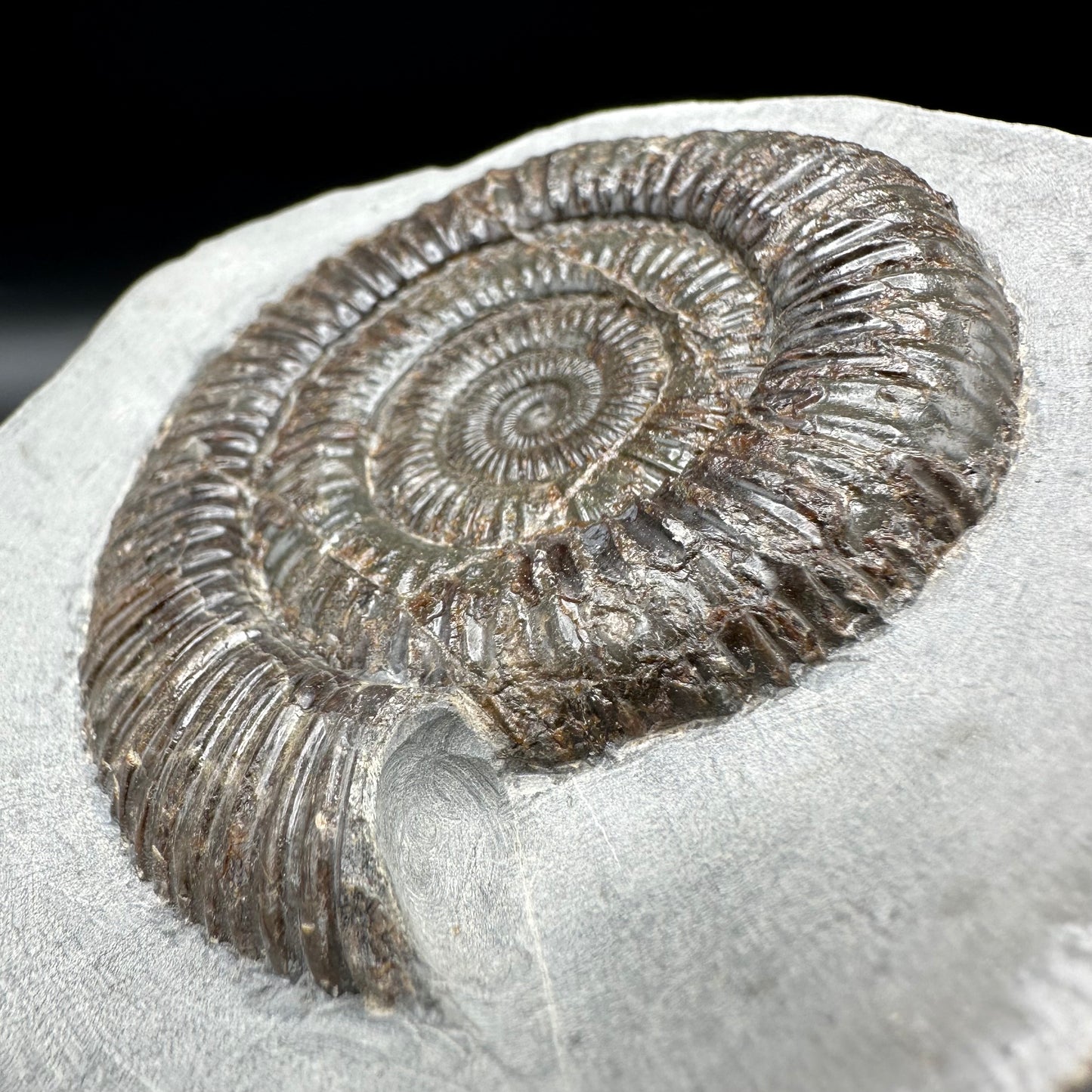 Dactylioceras Ammonite Fossil With Box And Stand - Whitby, North Yorkshire Jurassic Coast Yorkshire Fossils