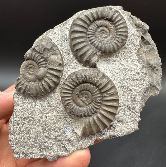 Arnioceras ammonite shell fossil with box and stand - Whitby, North Yorkshire Jurassic Coast Yorkshire Fossils