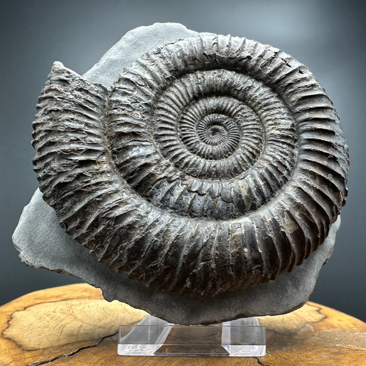 Dactylioceras Ammonite Fossil With box and Stand - Whitby, North Yorkshire Jurassic Coast Yorkshire Fossils