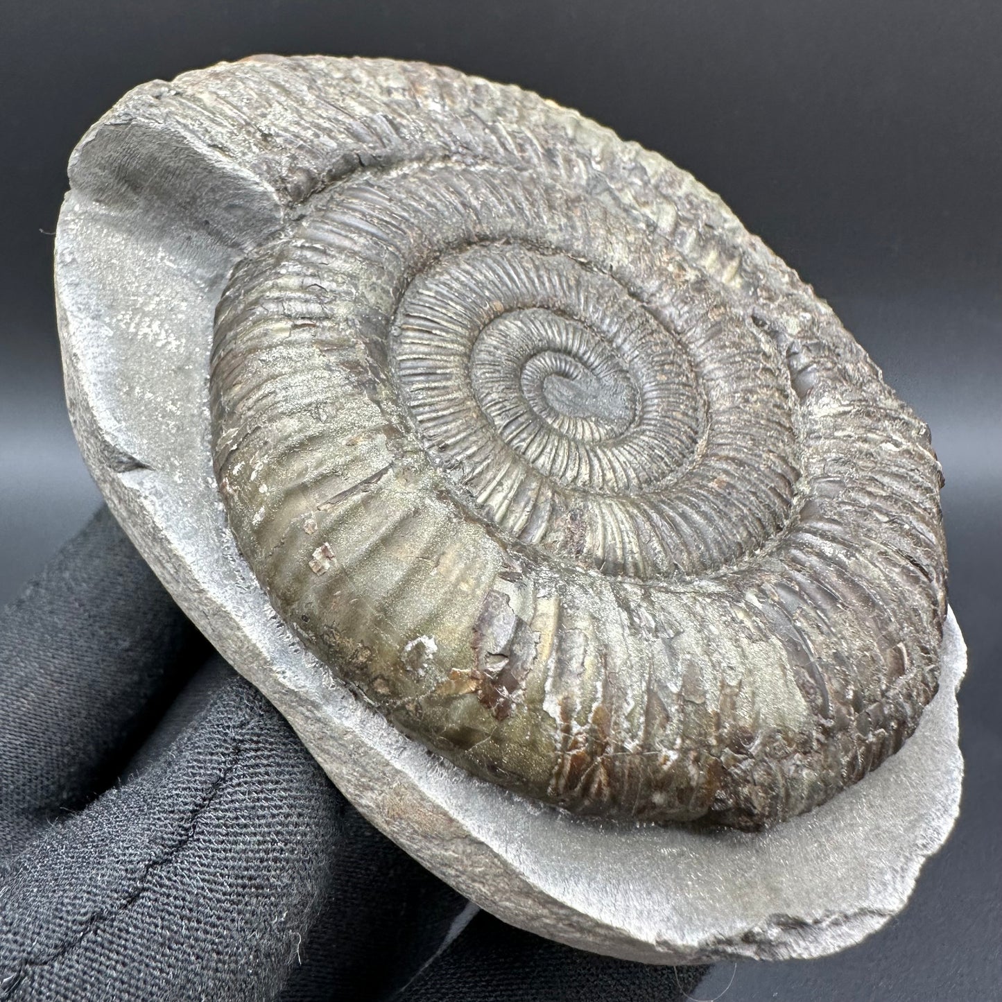 Dactylioceras Ammonite Fossil With Box And Stand - Whitby, North Yorkshire Jurassic Coast Yorkshire Fossils