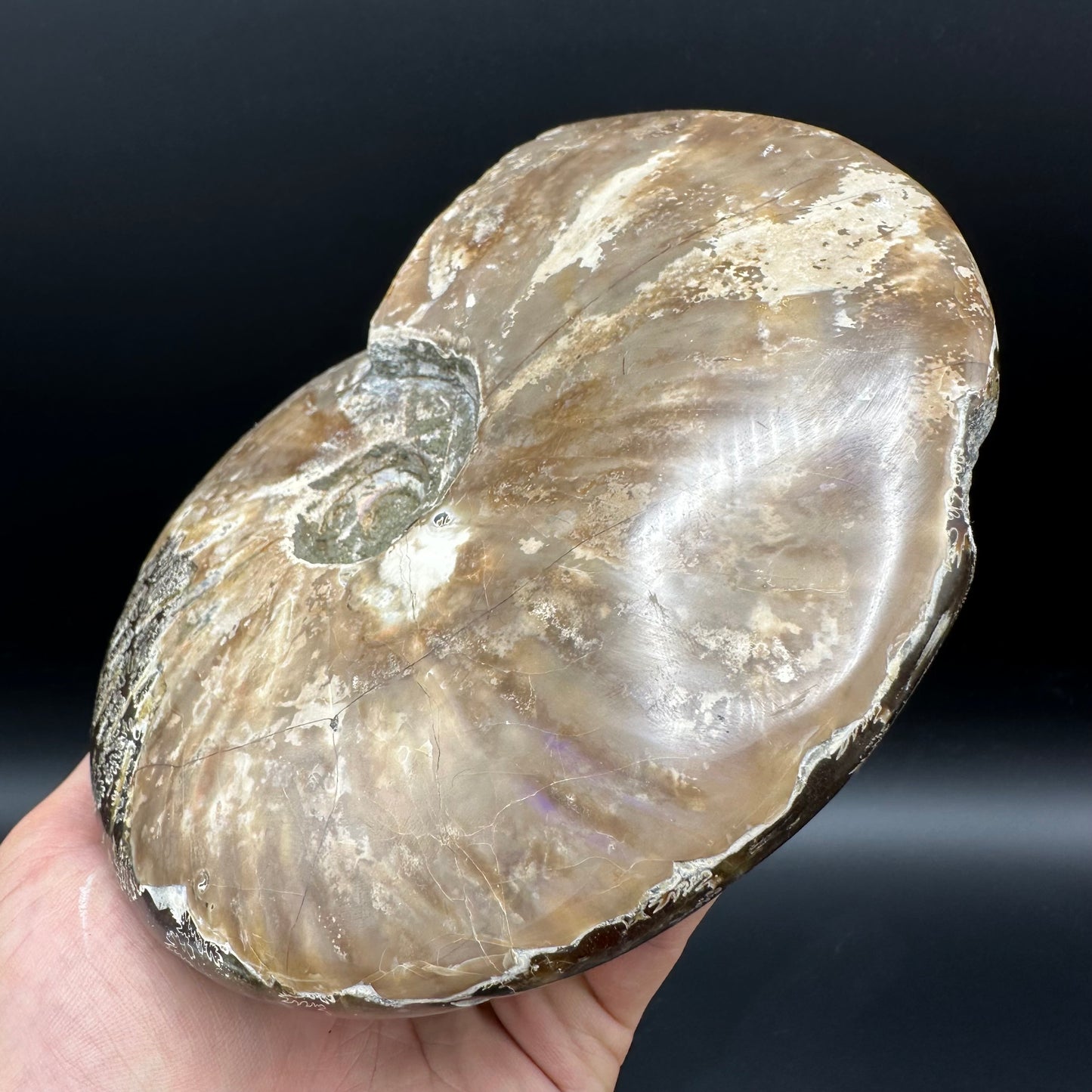 Cleoniceras Ammonite Fossil With Stand - Cretaceous Ammonite Madagascar