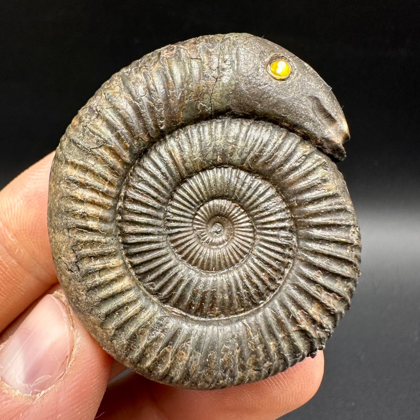 Snakestone Ammonite Fossil With Bag/Box And Stand - Whitby, North Yorkshire Jurassic Coast Yorkshire Fossils