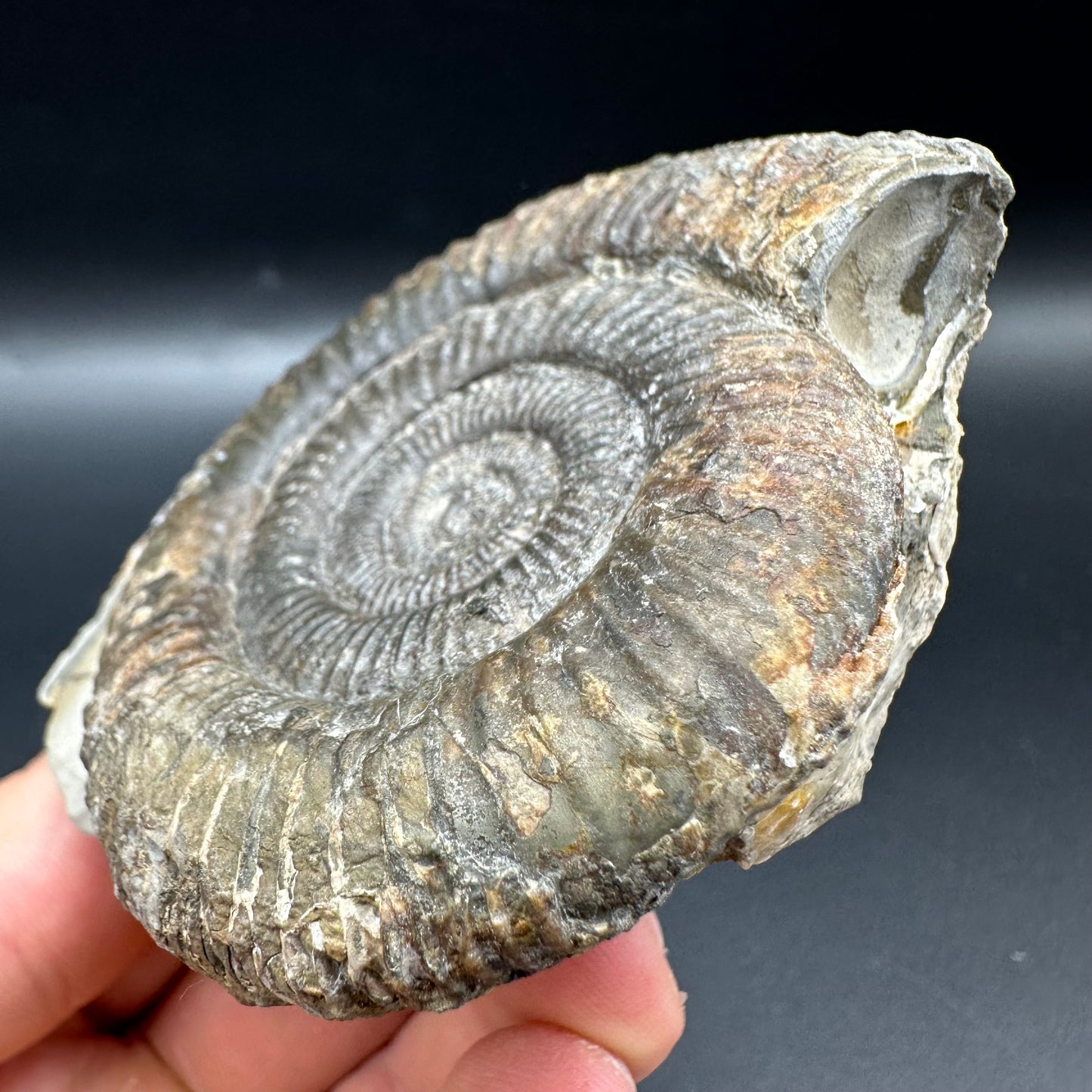 Dactylioceras Ammonite Fossil With Box And Stand - Whitby, North Yorkshire Jurassic Coast Yorkshire Fossils