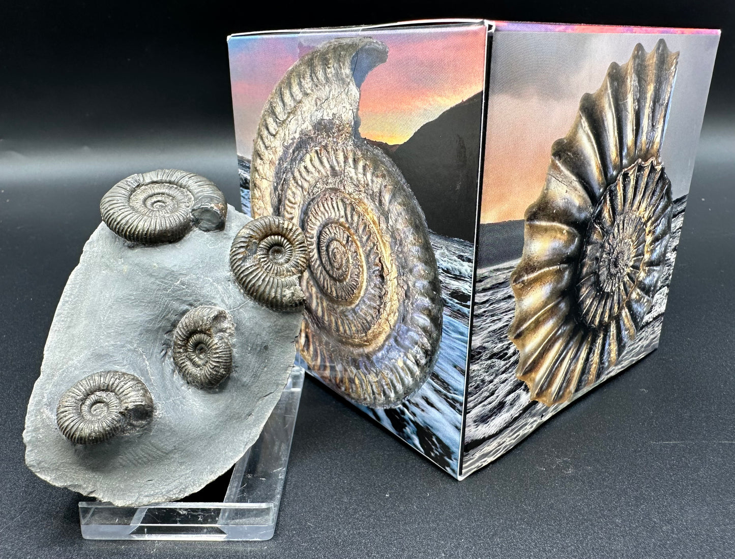 Dactylioceras Ammonite Fossil With Box And Stand - Whitby, North Yorkshire Jurassic Coast Yorkshire Fossils