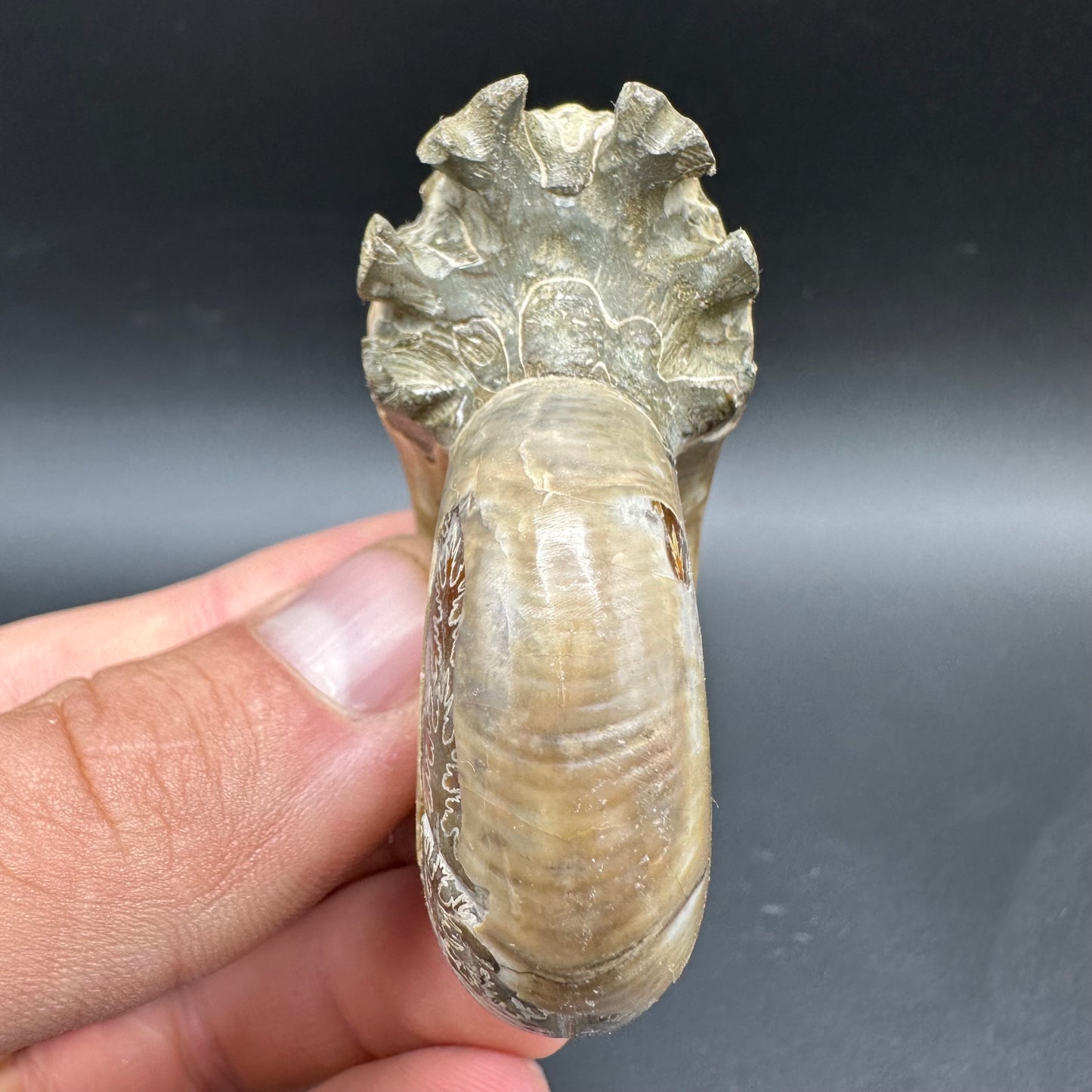 Puzosia Ammonite Fossil With Box And Stand - Cretaceous Ammonite Madagascar