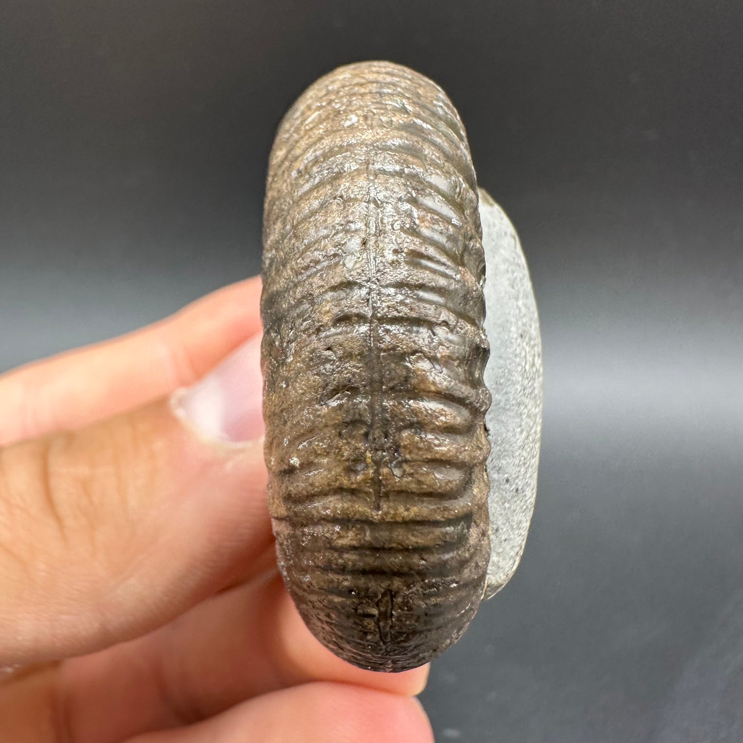 Snakestone Ammonite Fossil With Bag/Box And Stand - Whitby, North Yorkshire Jurassic Coast Yorkshire Fossils