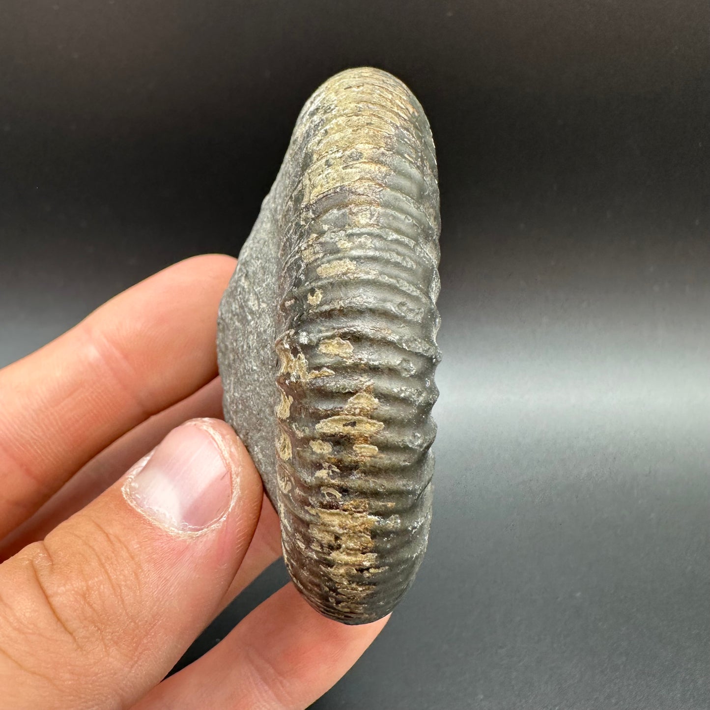 Dactylioceras Ammonite Fossil With Box And Stand - Whitby, North Yorkshire Jurassic Coast Yorkshire Fossils