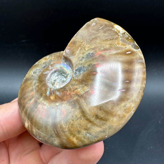 Cleoniceras Ammonite Fossil With Box And Stand - Cretaceous Ammonite Madagascar