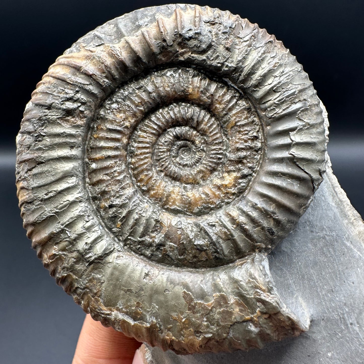 Dactylioceras Ammonite Fossil With Stand - Whitby, North Yorkshire Jurassic Coast Yorkshire Fossils