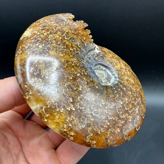 Cleoniceras Ammonite Fossil With Box And Stand - Cretaceous Ammonite Madagascar