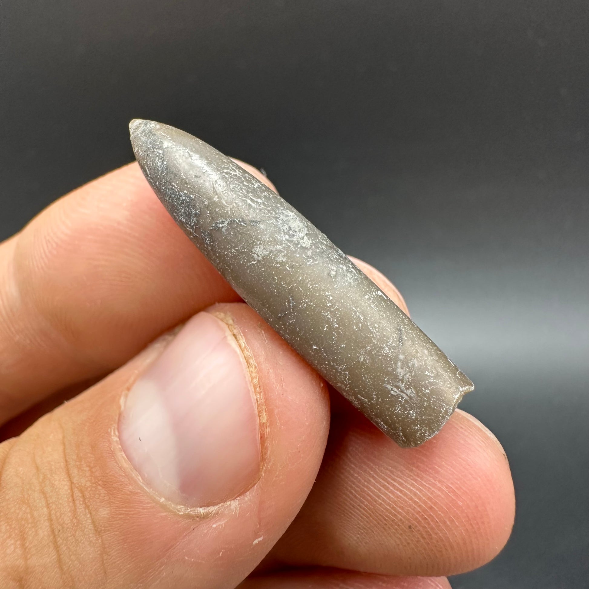 Belemnite (Fossil Squid) shell fossil - Whitby, North Yorkshire Jurass ...