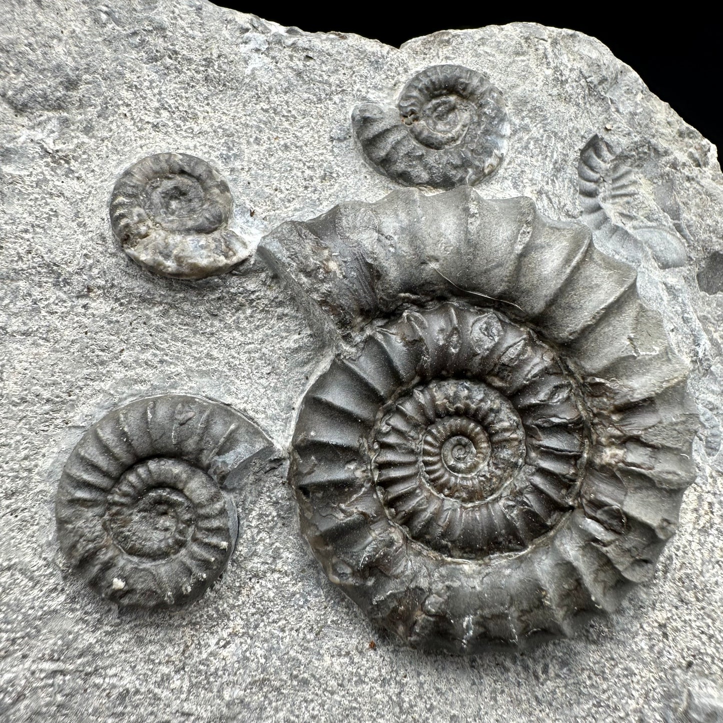 Arnioceras ammonite shell fossil with box and stand - Whitby, North Yorkshire Jurassic Coast Yorkshire Fossils