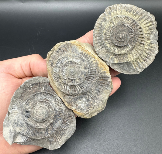 Dactylioceras imprint (negative) bundle ammonite shell fossil - Whitby, North Yorkshire, Yorkshire Fossils
